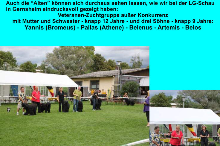 Auch die “Alten” können sich durchaus sehen lassen, wie wir bei der LG-Schau in Gernsheim eindrucksvoll gezeigt haben:  Veteranen-Zuchtgruppe außer Konkurrenz  mit Mutter und Schwester - knapp 12 Jahre - und drei Söhne - knapp 9 Jahre: Yannis (Bromeus) - Pallas (Athene) - Belenus - Artemis - Belos